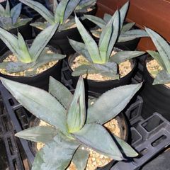④ ディコトマ 7本 実生 抜き苗発送 アロエ Aloe dichotoma | Mercari