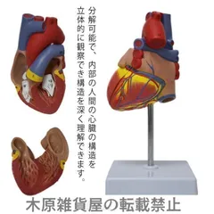 送料無料 心臓模型 心臓 バイパス付 実物大 弁 右心房 左心房 右心室 左心室 人体模型 心臓モデル 研究 目 心臓 模型 解剖 模型 診察 実習生 看護 教材 心臓 モデル