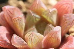 多肉植物 ハオルチア ピンクのマリン