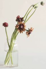 Item thumbnail for item f0716b46-cd7c-437e-bd89-3d34423d17d3