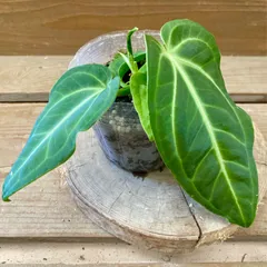 ① アンスリウム　マクロロバム　原種アンスリウム レア アンスリウム マクロロバム Athurium macrolobam 大株 - メルカリ