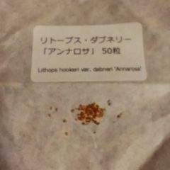 【種子50粒】リトープス・ダブネリー「アンナロサ」 