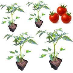 フルティカ トマト 苗 4個セット 実生苗 フルーツトマト 甘い 販売 中玉 初心者でも育てやすい 家庭菜園 病気に強い 農場直送 9cmポット
