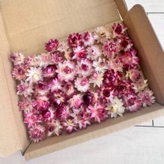 貝細工 ヘリクリサム ミニサイズ  50個前後【A6】 （淡いピンク・濃いピンク系）