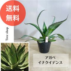 アガベ イナクイデンス【送料無料】高さ0.2ｍ 幅0.4ｍ 13.5cmポット 多肉植物 ドライガーデン インテリア 観葉植物 耐寒性