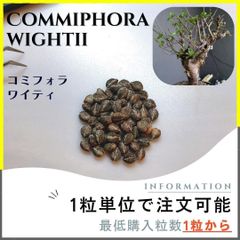【種子】コミフォラ ワイティ /セット割あり 数量1粒から購入OK