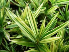 ③タイサンボク リトルジェム/10.5cmポット(画像の物をお送りいたし