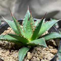 ブランドのギフト ホリダ アガベ アガベ ホリダ 大株 IVGOM Agave 発根