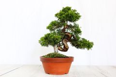 真柏　小品盆栽　しんぱく