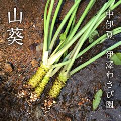 不揃いの本わさび2-6本セット　伊豆産