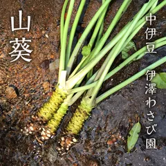 不揃いの本わさび2-6本セット　伊豆産のサムネイル