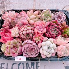 新春特別価格!!多肉植物寄せ植えset♡411♡+プレゼント