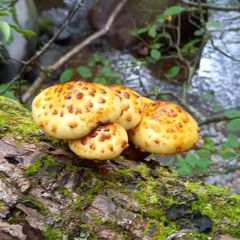 天然きのこ93　ヌメリスギタケモドキ、クロカワ、アカヤマドリ1.5kg