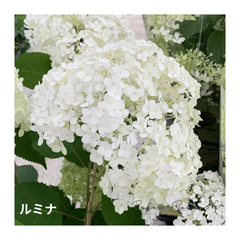 アジサイ：アナベル『ルミナ』（3.5号）希少　新品種　紫陽花　アナベル苗　鉢花　植栽　苗木