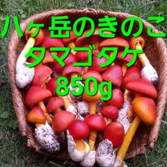天然きのこ 26 タマゴタケ、アカヤマドリ、マツオウジ - メルカリ 天然きのこ 26 タマゴタケ、アカヤマドリ、マツオウジ - メルカリ