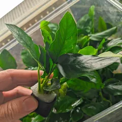 2026年最新】アヌビアスナナの人気アイテム - メルカリ