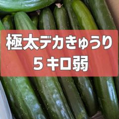 超特価！極太デカきゅうり！　野菜ソムリエサミット銀賞受賞　農家直送　減農薬　有機肥料　きゅうり　訳あり　規格外　5kg 産地直送