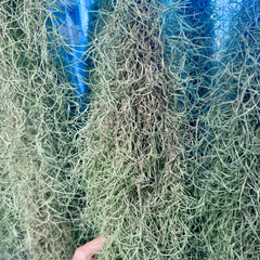 【訳あり】XLサイズチランジア ウスネオイデス 【1束】 約50cm 約150g程度 スパニッシュモス エアープランツ エアプランツ 観葉植物