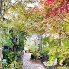 月桂樹【送料無料】 苗 ゲッケイジュ 12cmポット 植木 苗木 庭木 垣根