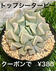 トップシータービー 多肉植物 多肉 💚