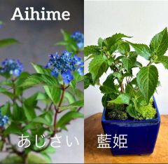 盆栽　紫陽花　藍姫　正角3号 生子