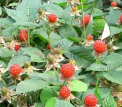 ⭐️草苺苗1株(小)⭐️木苺苗　クサイチゴ苗　くさいちご苗　キイチゴ　木いちご　木イチゴ　野苺　野イチゴ　野いちご　ノイチゴ