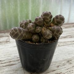 速達＊多肉植物 クラッスラ 玉椿 群生 カット苗