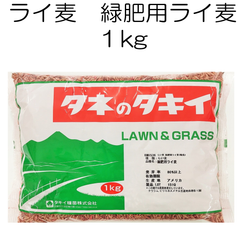 らい麦 緑肥用ライ麦　1kg【種】タキイ種苗　緑肥の種　ライムギ