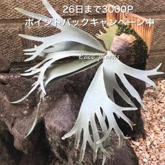 Laco plants - メルカリShops