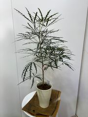 極上 エバーフレッシュ 斑入り 観葉植物 ネムノキ ネムの木 - メルカリ