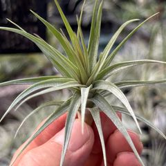 やや紫色を帯びます＊ チランジア アラウジェイ パープルスター Tillandsia araujei Purple Star＊エアプランツ＠フラワーショップ江口