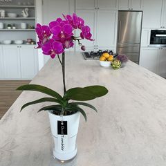 最新・花茎6本！】胡蝶蘭 ナザレ 鉢植え アンスラ社 希少多花性株