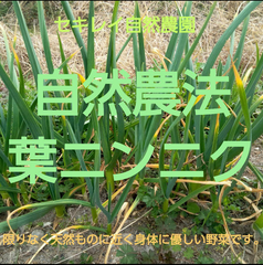 自然農法　葉ニンニク