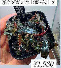 イベント水草 ブセファランドラSP.クダガン 水上葉　4株＋α