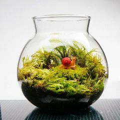 【完成品】LEDライト付 ミニサイズ ボトルテラリウム 10cm 苔テラリウム まだまだ先は長い テラリウム  新生活 入学祝い 歓迎会 送別会プレゼント 木化石　送料無料　インテリア　おしゃれ　贈り物　観葉植物