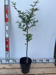 強い山椒苗 /スーパー朝倉山椒5号接木苗・強健台木