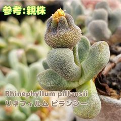 種子１０粒 リネフィルム ピランシー 多肉植物 実生用
