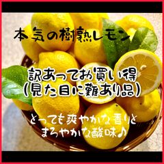 【クール便】訳あり 樹熟レモン 和歌山 有田みかん 家庭用
