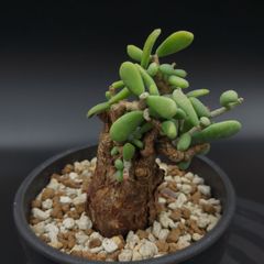 vxToGtqi5LAmtsBh9J2zic.jpg@jpg