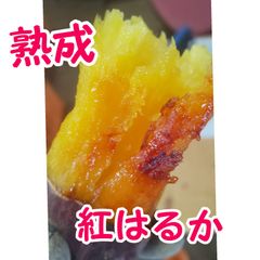 熟成紅はるか さつまいも 5キロ 小
