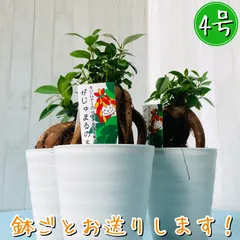 2024年最新】ガジュマル 観葉植物の人気アイテム - メルカリ