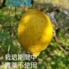 広島県産レモン、栽培期間中農薬不使用、わけあり7キロ