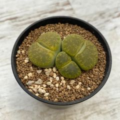 速達＊多肉植物 リトープス アルビニカ 抜き苗