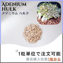 【種子】アデニウム ハルク / セット割あり 数量1粒から購入OK