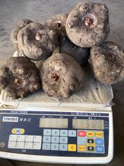 令和6年度産こんにゃく芋(みやままさり)10kg