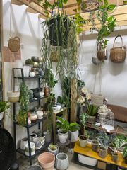 ホヤ・リネアリス　吊り鉢　稀少　ハンギング　オシャレ　丈夫　インテリア　グリーン　観葉植物