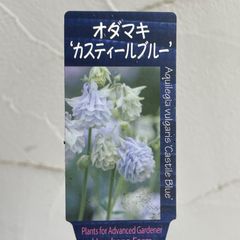 【宿根草】オダマキ・カスティールブルー　3.5号ラベル苗