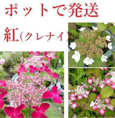 2024年最新】紫陽花の挿し木の人気アイテム - メルカリ