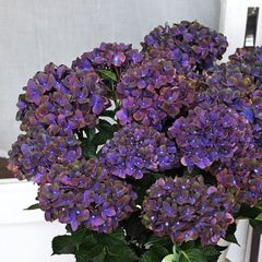鉢花 アジサイ マジカルチョコレート 5号 紫陽花 秋色 アンティーク ダークパープル シック あじさい