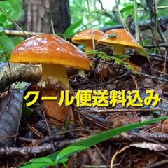 お値下げ！天然きのこ111　ハナイグチ、ショウゲンジ、キノボリイグチ1.1kg